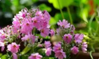 四季樱草养护全攻略：从播种到开花的精细管理