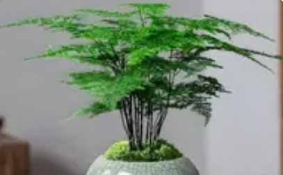 文竹修剪秘籍：巧手打造云雾般的雅致造型