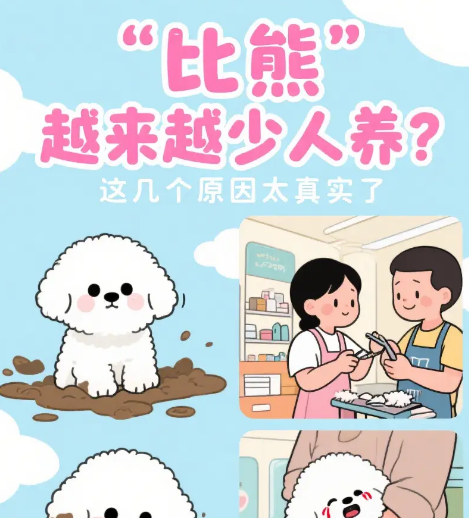 “比熊”养宠热度渐退，探寻背后真实缘由