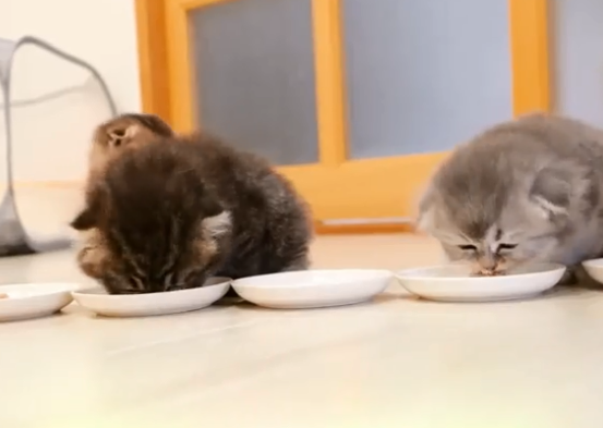 科学喂养指南：小奶猫"口粮升级"时间轴