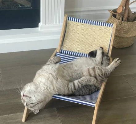 专家解读猫咪迷之行为