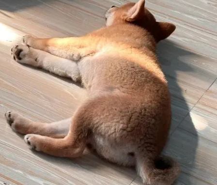 看看你家狗咋睡
